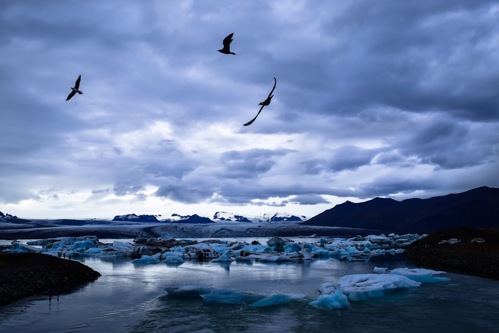 three black birds flying above body of water