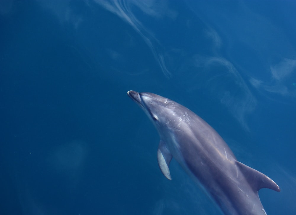 delfines nadando en cuerpo de agua