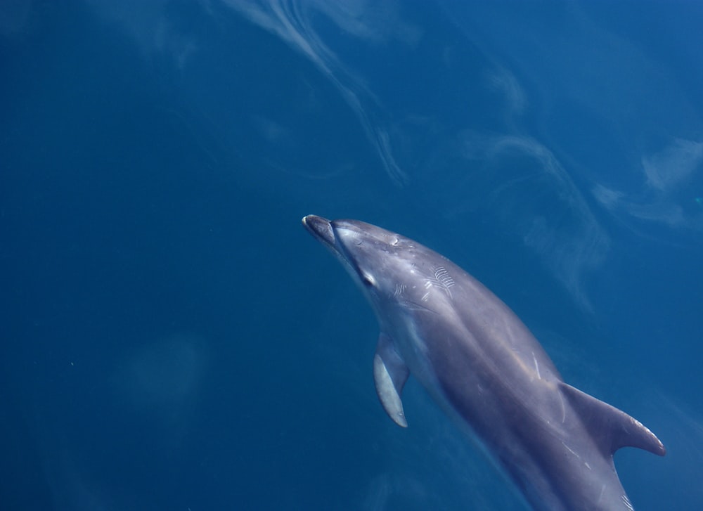 dauphin nageant dans le plan d’eau
