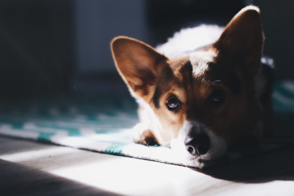 adult brown and white corgi on carpet