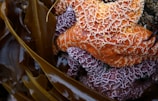 Close-up of a bright orange starfish resting on rocky seabed in Isla Isabel