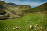 Wide view of rolling green pastures with sheep grazing peacefully.