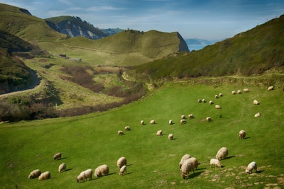 A panoramic view of rolling green hills dotted with grazing sheep.