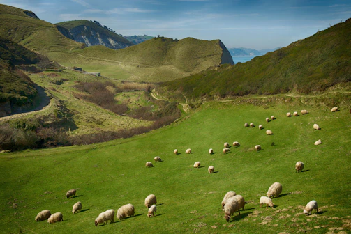 A panoramic view of the HijauPutih farm showing rows of healthy white sheep against a backdrop of rolling hills.