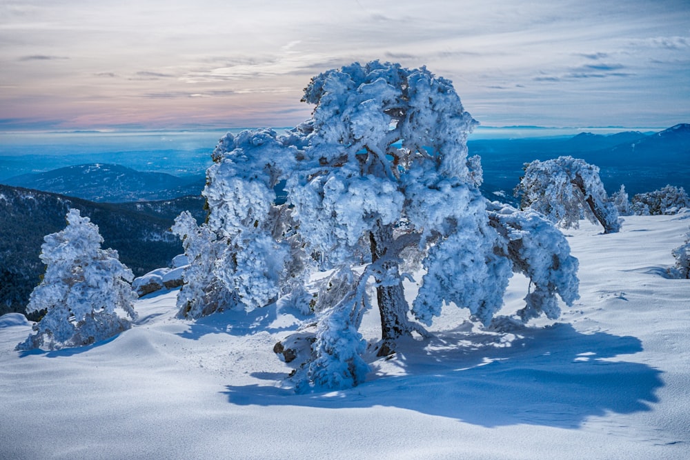 tree covered in snow during daytime