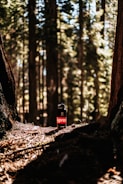 A water bottle with a prominent red logo is set on a forest floor surrounded by tall trees. Sunlight filters through the canopy, casting intricate shadows and highlighting the bottle as the central focus. The setting appears natural and tranquil, with fallen leaves and twigs scattered around.