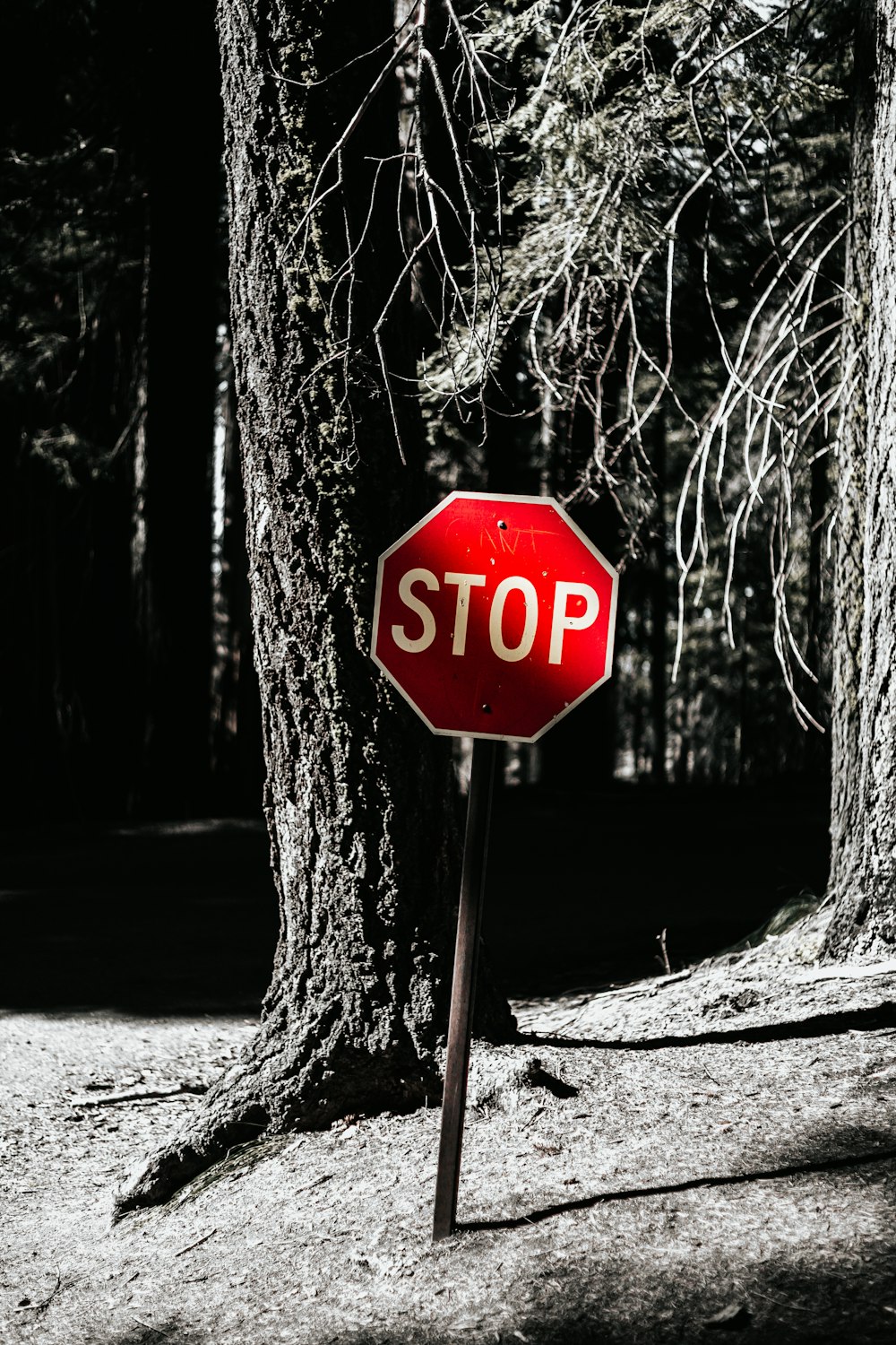 Segnaletica di stop nella foresta