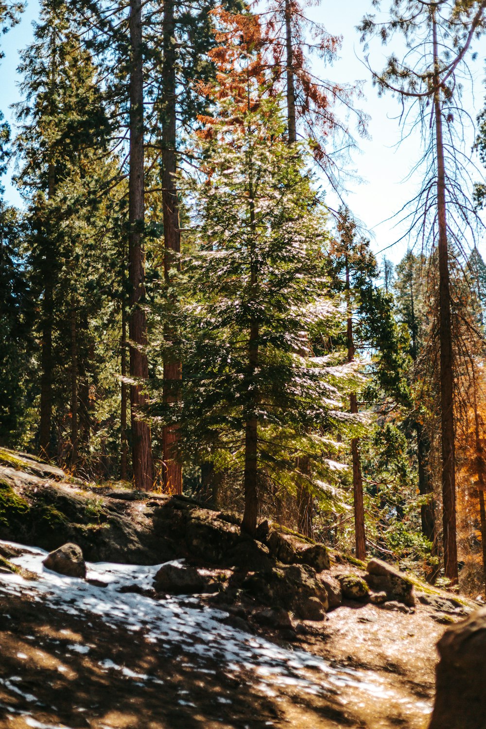 tree and rock covered field