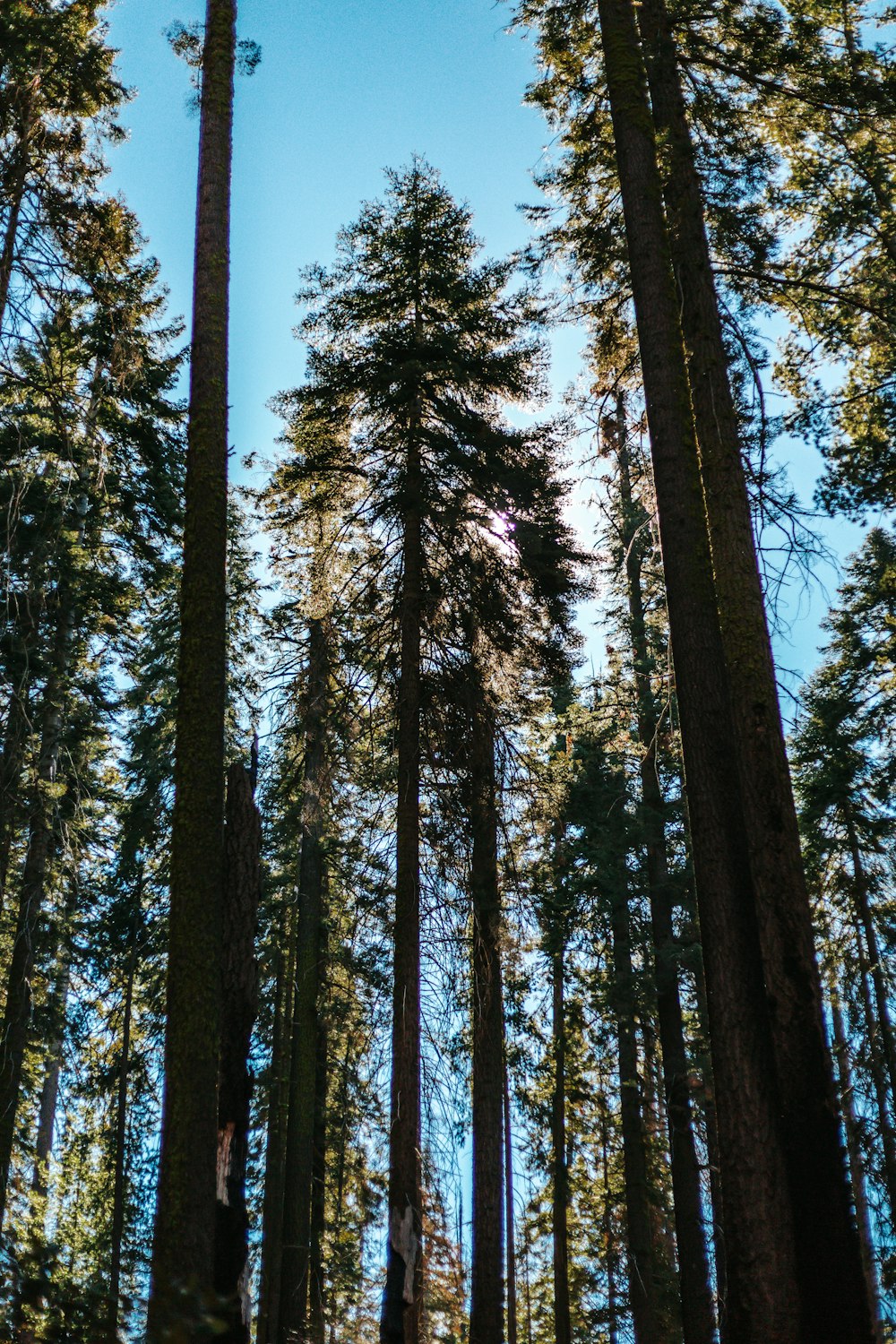 árboles forestales