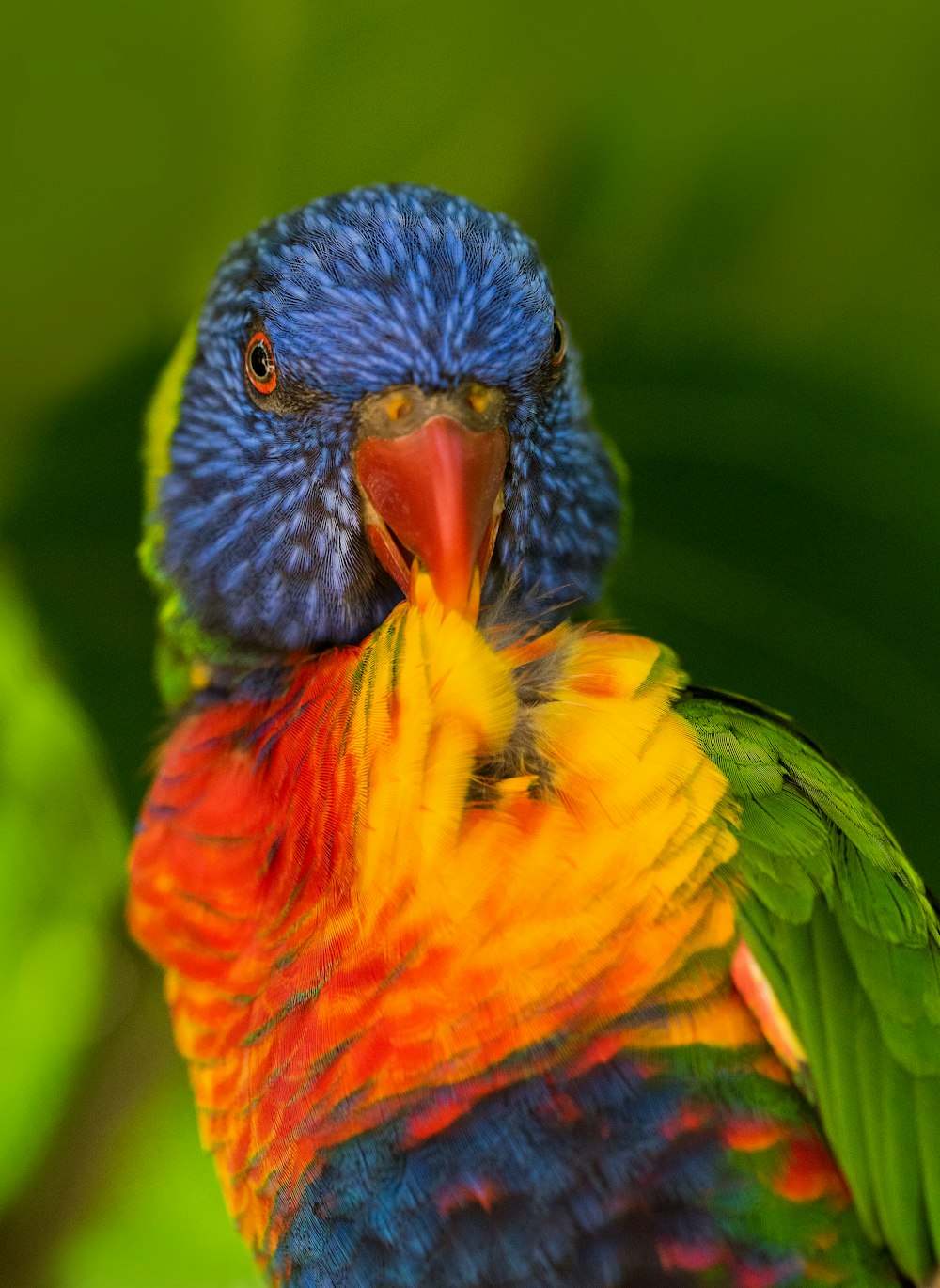 Flachfokusfotografie eines mehrfarbigen Vogels