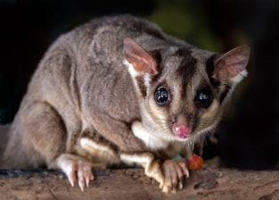 sugar glider possum