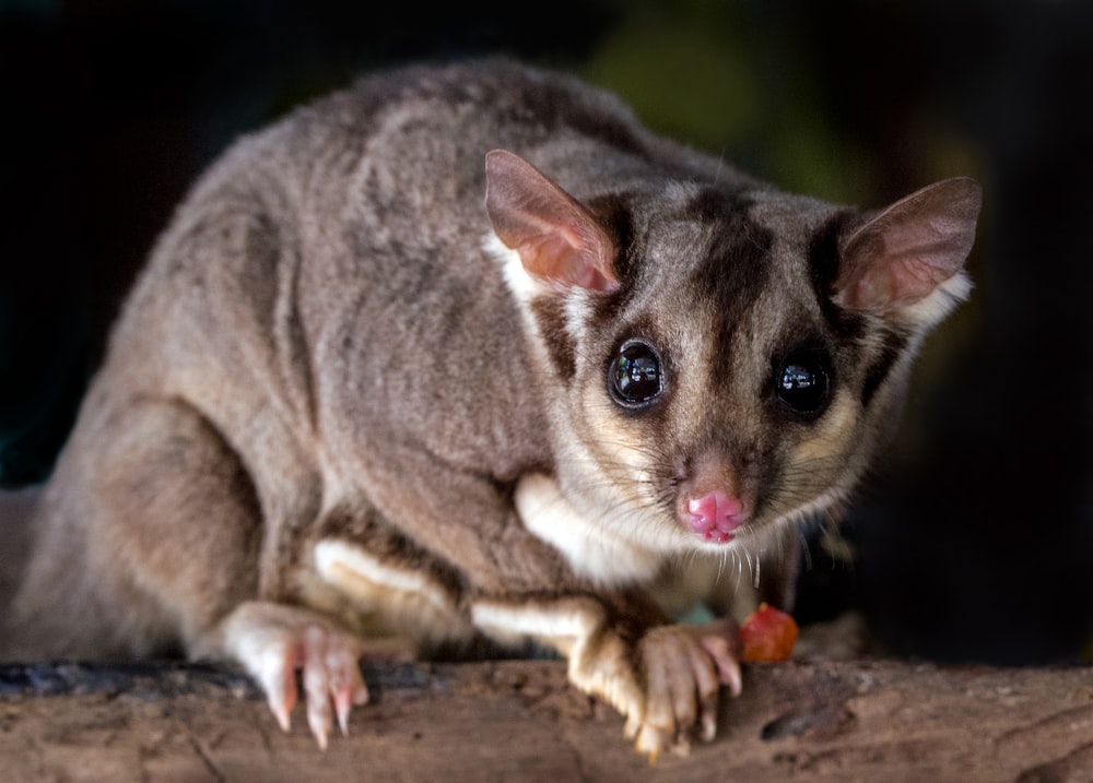 shallow focus photography of gray 4-legged animal