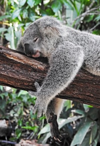 koala bear sleeping on tree