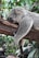 koala bear sleeping on tree