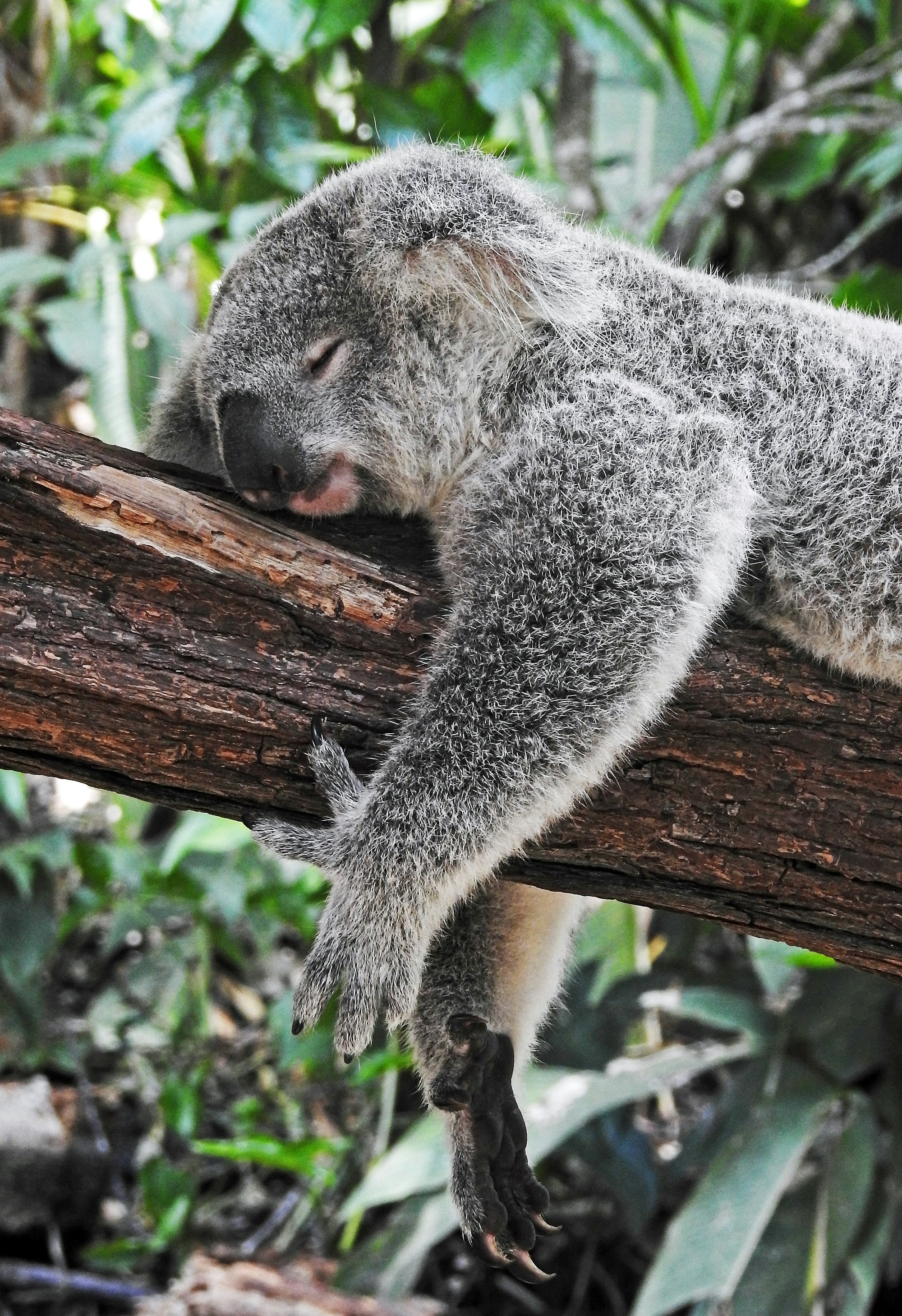A sleeping koala. Its what they do. And they do it so well.