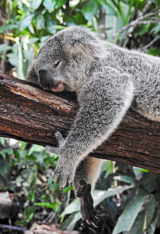Kuranda Koala Gardens things to do in Mossman Gorge QLD