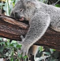 koala bear sleeping on tree