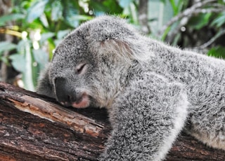 koala bear sleeping on tree