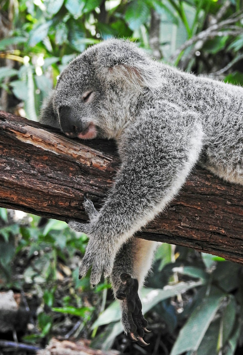 Oso koala durmiendo en un árbol