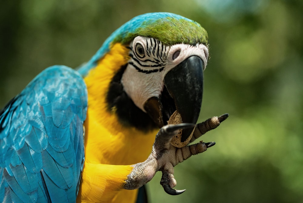 コガモコンゴウインコ