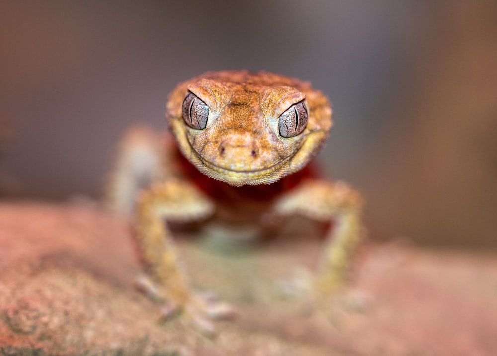 close-up photo of brown lizard