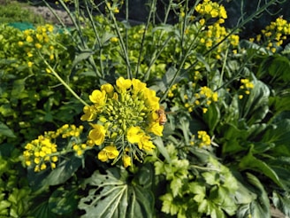A close-up view of a mustard plant showcasing vibrant yellow flowers with a bee collecting nectar. In the background, more mustard plants with yellow blooms and green leaves can be seen.