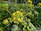 A close-up view of a mustard plant showcasing vibrant yellow flowers with a bee collecting nectar. In the background, more mustard plants with yellow blooms and green leaves can be seen.