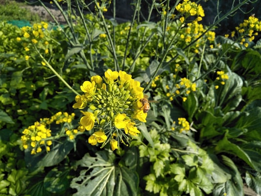 A close-up view of a mustard plant showcasing vibrant yellow flowers with a bee collecting nectar. In the background, more mustard plants with yellow blooms and green leaves can be seen.
