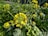 A close-up view of a mustard plant showcasing vibrant yellow flowers with a bee collecting nectar. In the background, more mustard plants with yellow blooms and green leaves can be seen.