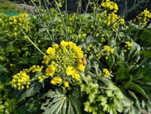 A close-up view of a mustard plant showcasing vibrant yellow flowers with a bee collecting nectar. In the background, more mustard plants with yellow blooms and green leaves can be seen.