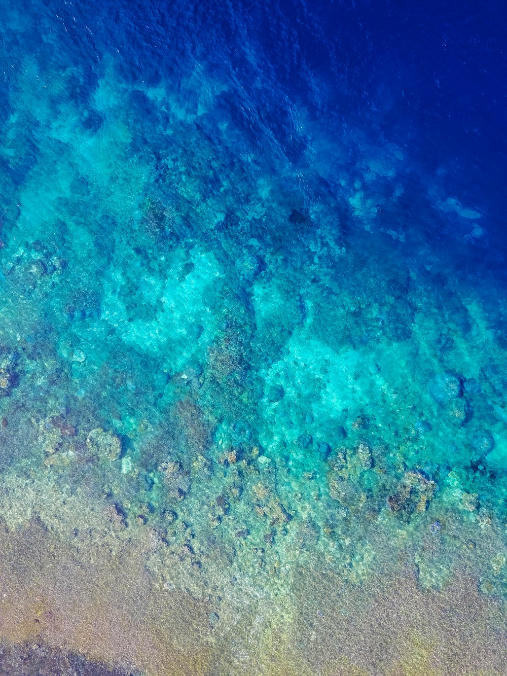 Fotografía plana de corrales submarinos