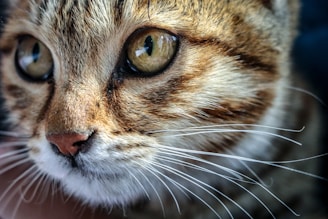 A close-up view of a cat's face with sharp focus on large, expressive eyes. The fur is a mix of brown, white, and black stripes, giving a textured appearance. Whiskers are prominently displayed, extending outward from the cheeks.