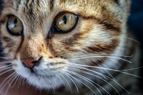 A close-up view of a cat's face with sharp focus on large, expressive eyes. The fur is a mix of brown, white, and black stripes, giving a textured appearance. Whiskers are prominently displayed, extending outward from the cheeks.