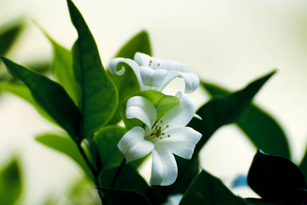 Plan rapproché d’une fleur blanche