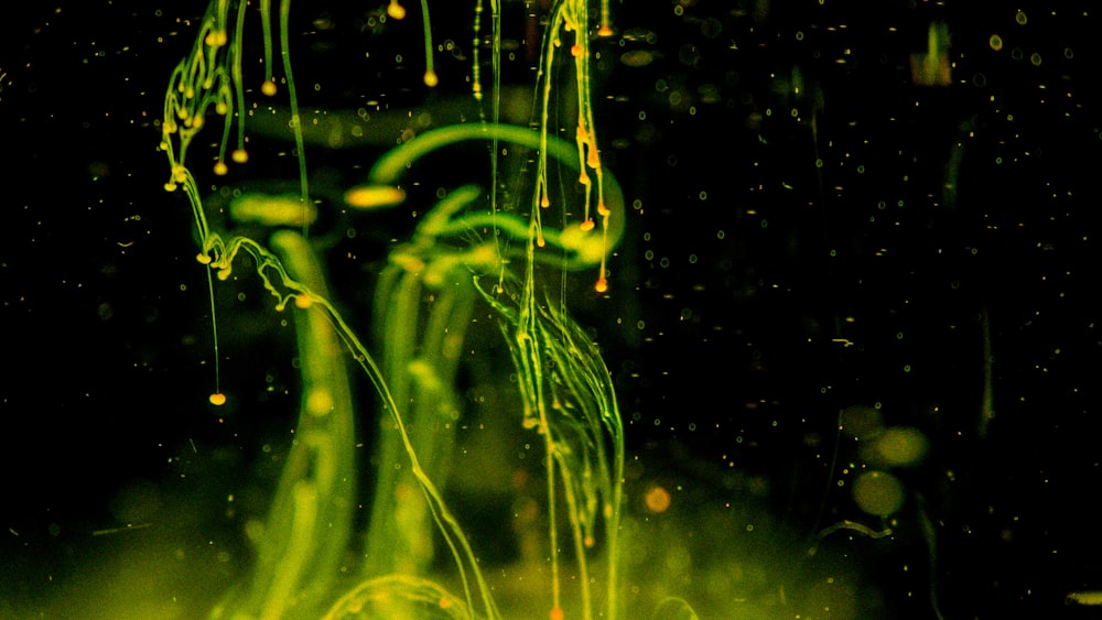 a close up of a plant with drops of water on it