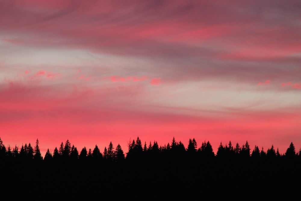 Fotografia da silhueta da floresta durante o pôr do sol