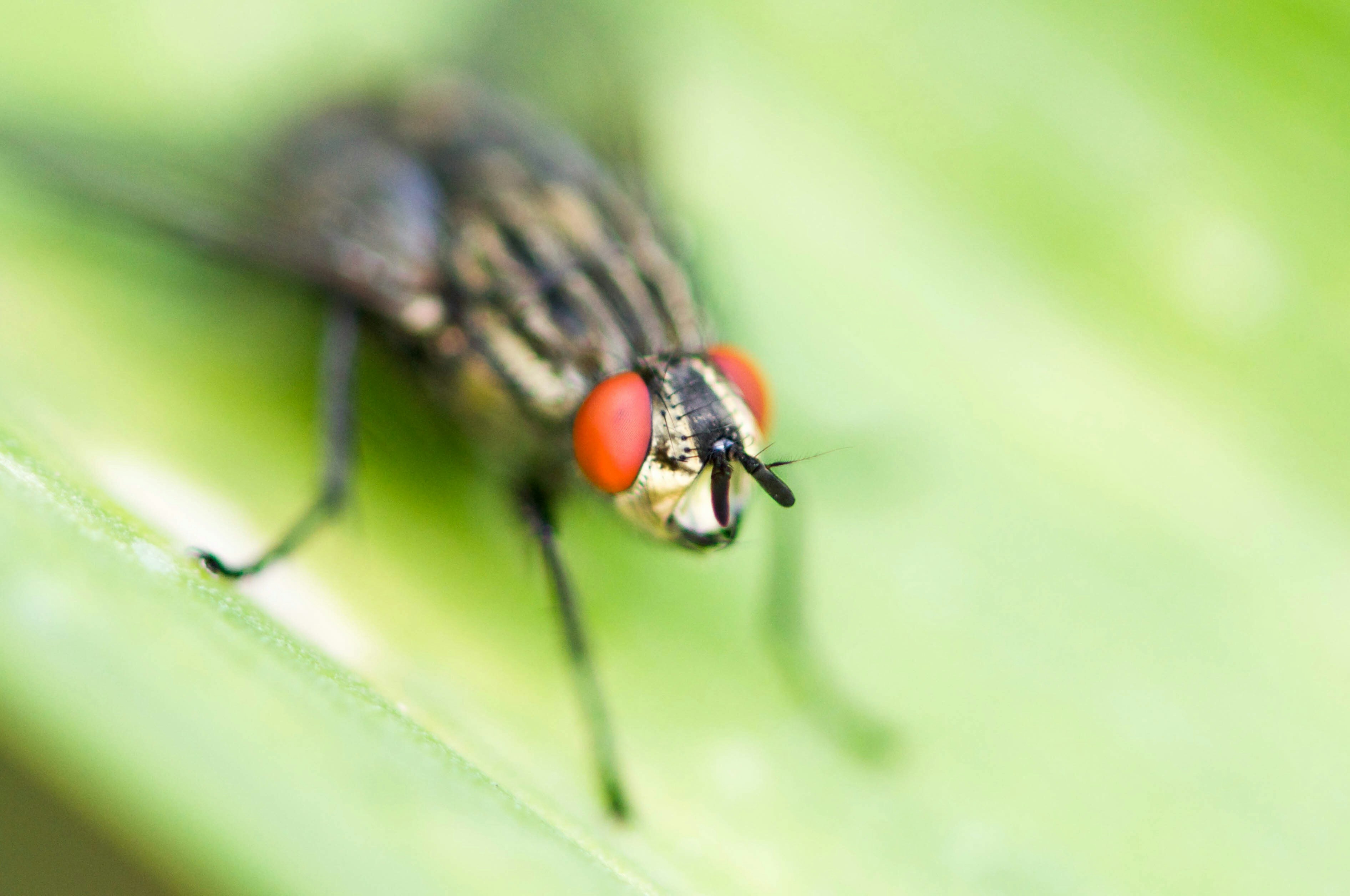 Macro Fly