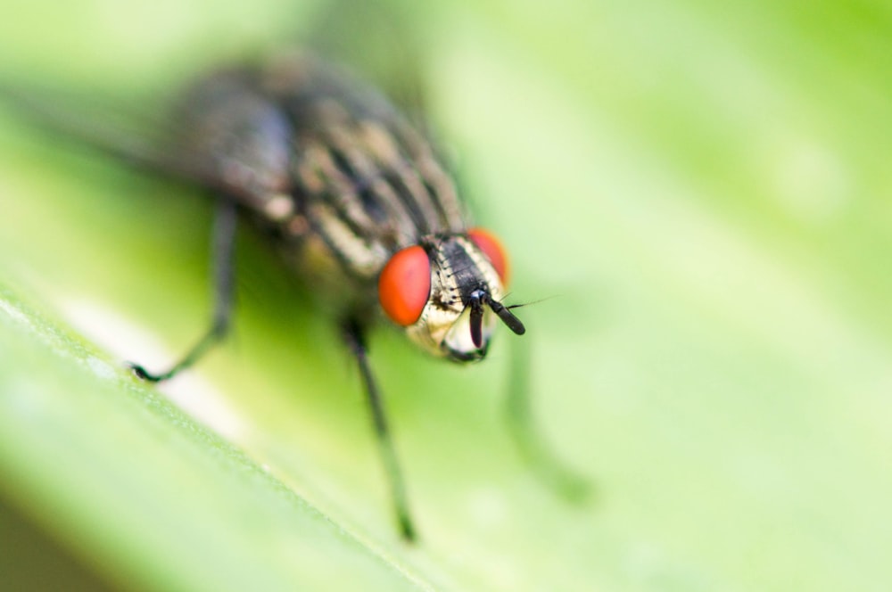 macro photography of brown insect