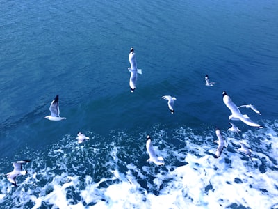 flock of albatross near body of water bangladesh teams background