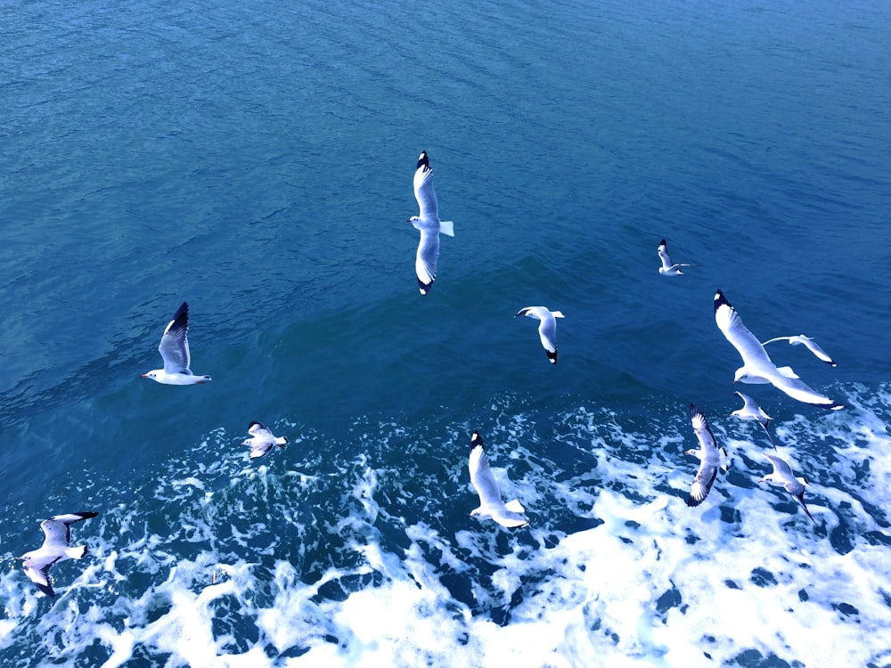 Bandada de albatros cerca de un cuerpo de agua
