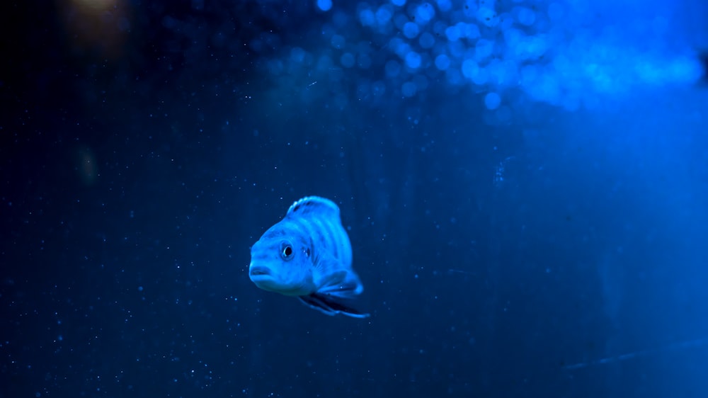 grey pet fish under water