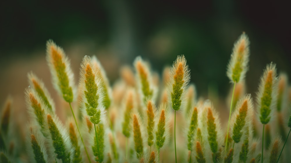 緑の植物の浅い焦点写真