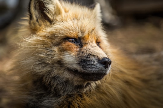 macro photography of fox in Miyagi Prefecture Japan