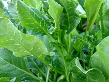 Vibrant green leaves with prominent veins stretch across the image, likely representing a lush, healthy growth of edible plants such as spinach. The leaves have a slightly waxy appearance and are closely grouped, suggesting a thriving garden setting.