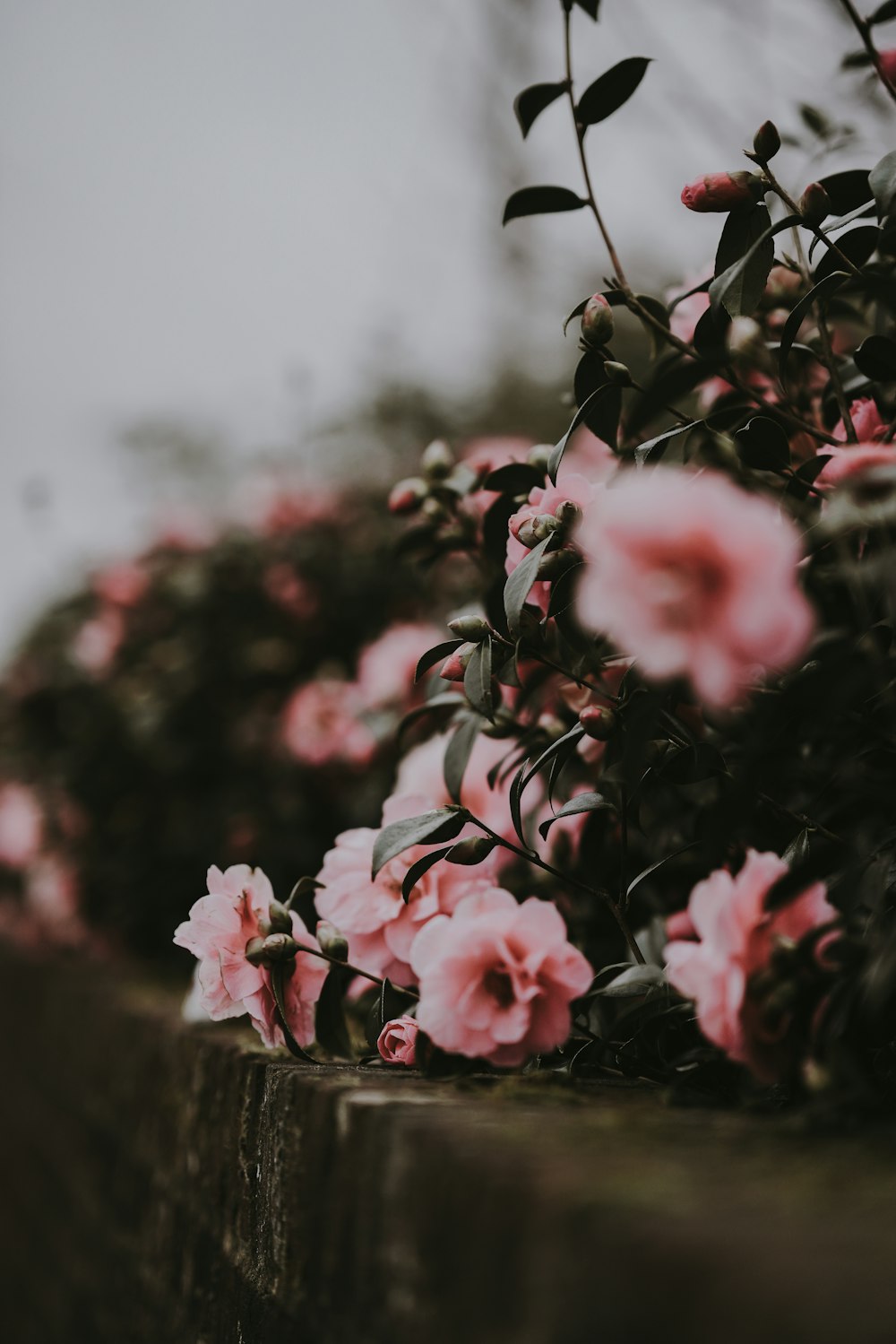 pink flower