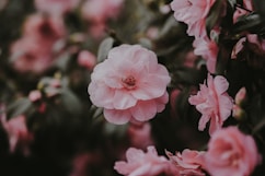 pink flowers in green leafed plant