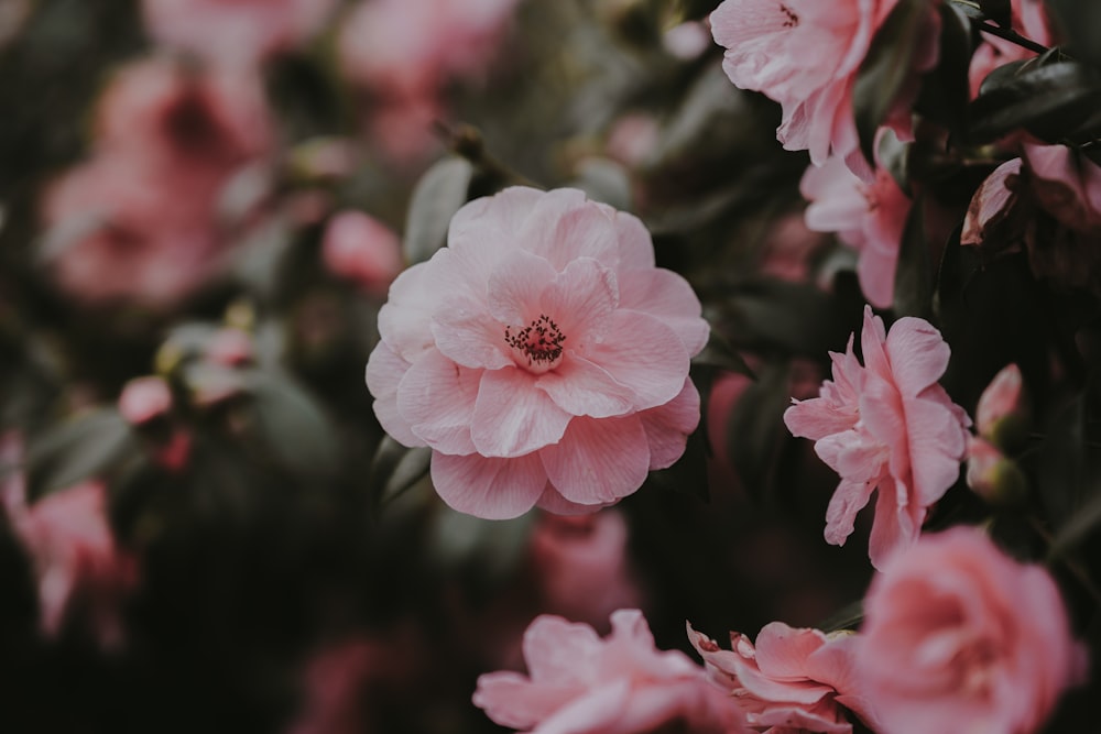 pink flowers in green leafed plant