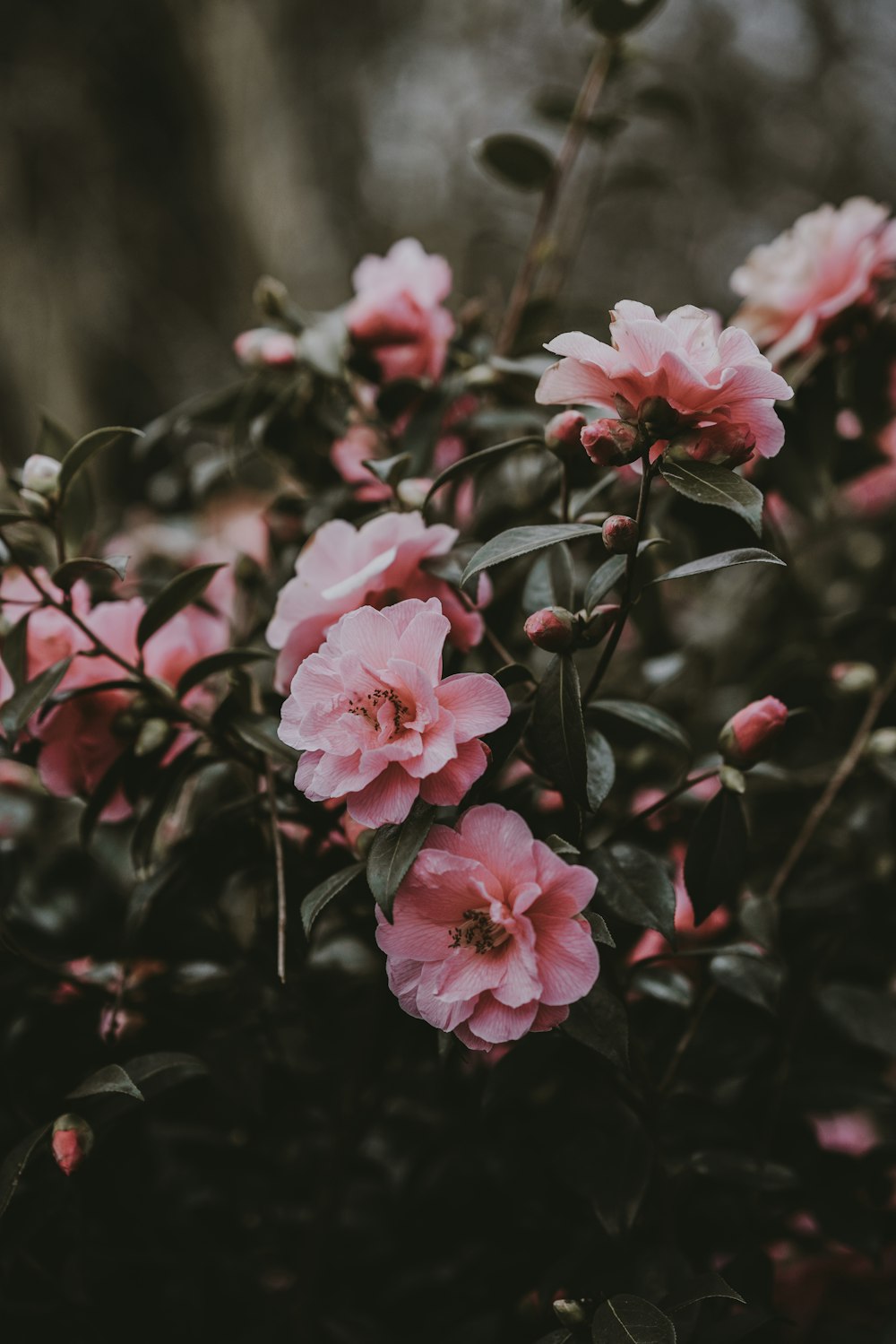 핑크 꽃잎 꽃의 틸트 시프트 사진
