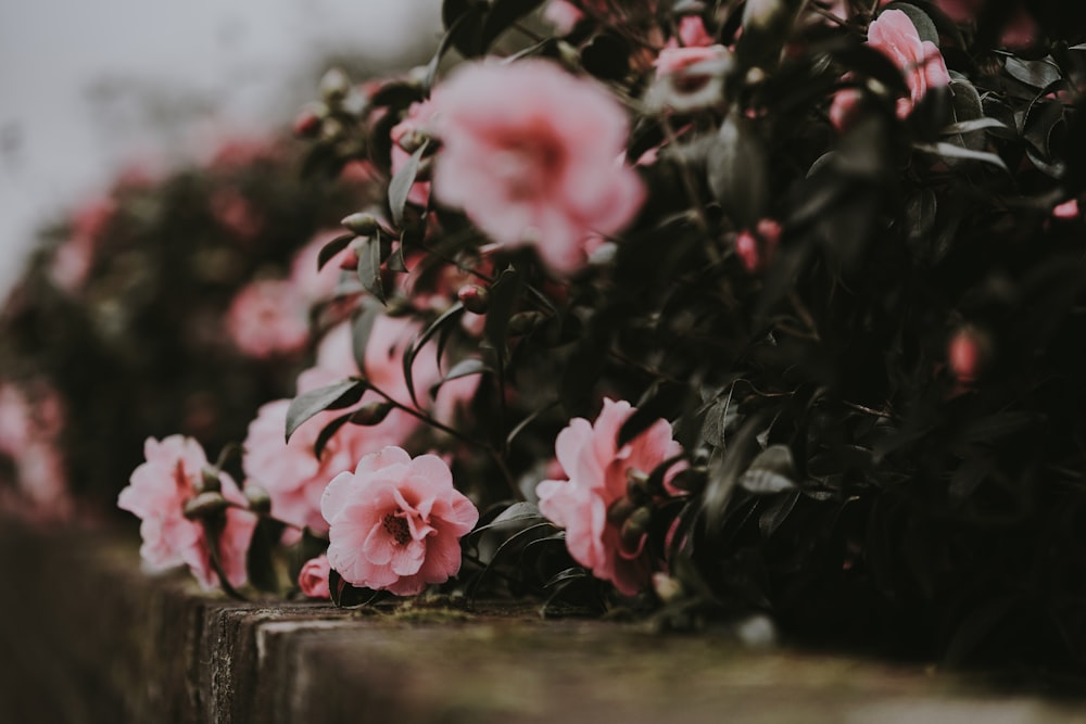 Fotografia de foco raso de flores cor-de-rosa