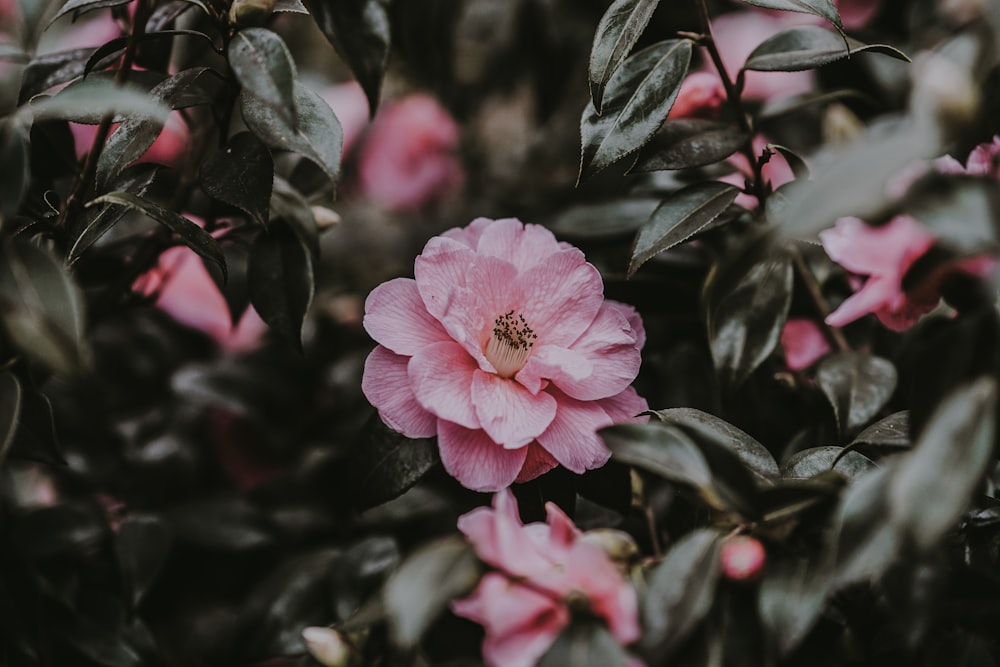 Fotografia de foco raso da flor cor-de-rosa